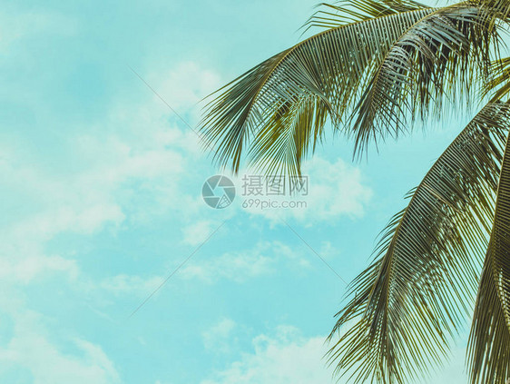 右有茂盛的棕榈枝左有蓝天白云图片