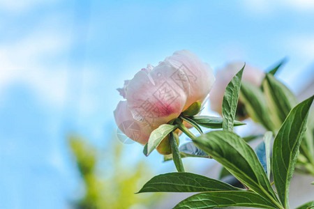 艳丽的牡丹花和蕾植物上有露珠蓝天背景图片