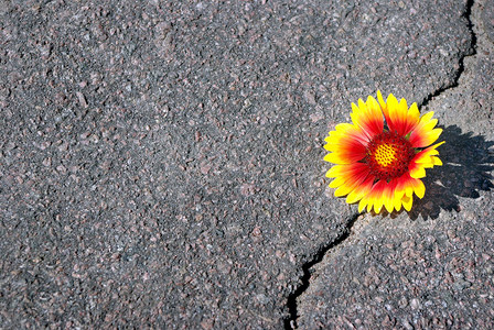 柏油路上的裂缝沥青裂缝和美丽的花朵盖拉迪图片