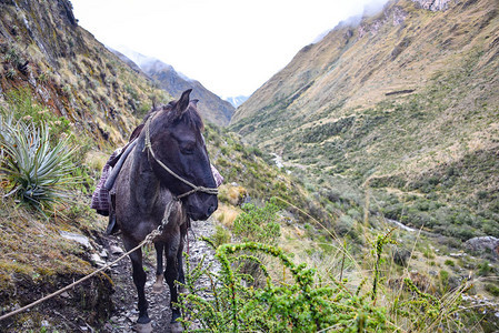 Mule在秘鲁安第斯山脉Cuzco沿遥远的山道运输货物图片