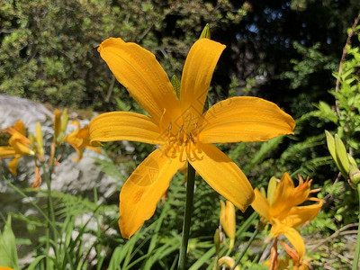 Hemerocallismiddendorffii或Amur黄花菜苏黎世大学植物园或瑞士苏黎图片