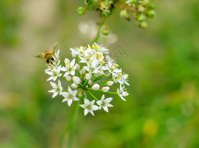小野蜂在开花的野蒜葱特写图片