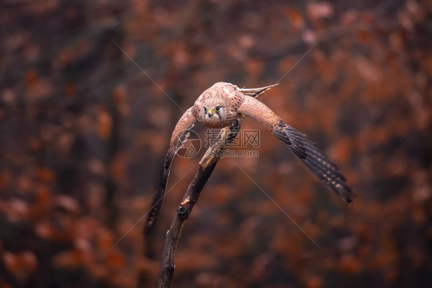 常见的KestrelFalcotinnunculus是属于猎鹰家族FalconFalconidae的Kestrel群的猎物鸟类图片