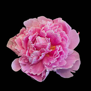 黑色上孤立的单朵粉红色牡丹花图片