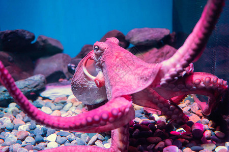 红巨型章鱼在水族馆的岩石和海水中沉睡并漂浮在图片