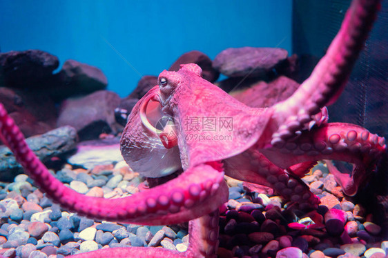 红巨型章鱼在水族馆的岩石和海水中沉睡并漂浮在图片