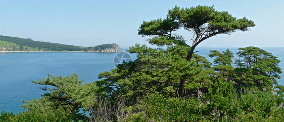 日本海蓝湾海岸悬崖上松树图片