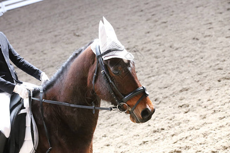 马鞍下盛装舞步比赛中一匹运动马的肖像未知参赛者在室内骑马场参加背景图片