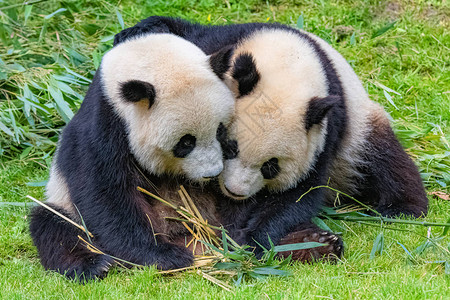 大熊猫妈抱着她的小宝图片