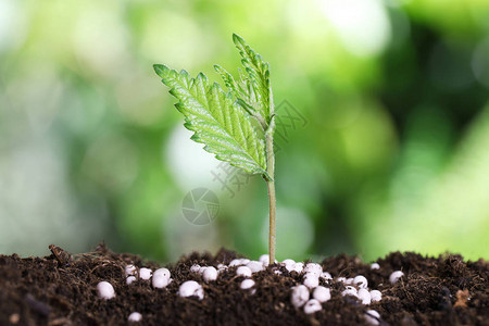 土壤中生长的植物和肥料在模糊的背景之下生长图片