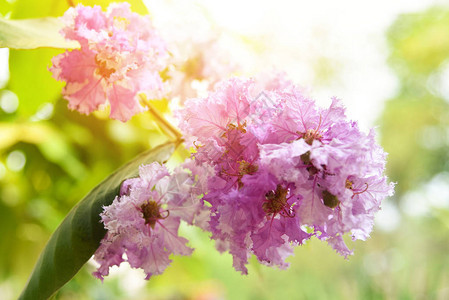 皇后的花朵紫色树或拉格罗尼米亚大肠杆菌在花园公开花图片
