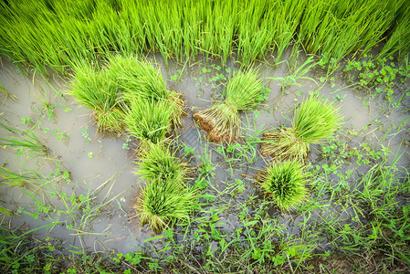 准备种植亚洲农业雨季稻田种植的农田稻苗图片