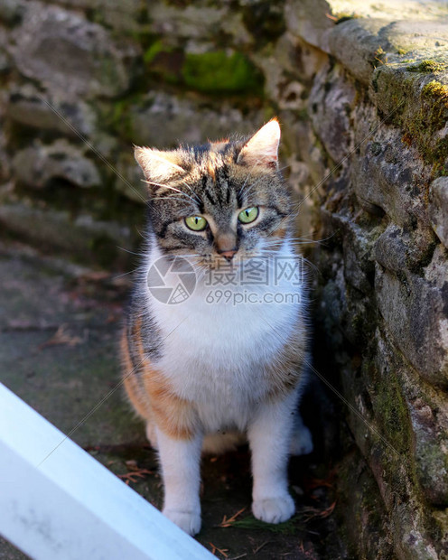 坐在石栅栏下的驯化五颜六色的小猫惊讶的脸在老鼠狩猎失败后悲伤的猫有绿色眼睛的五颜六色的动物头最好的朋友图片