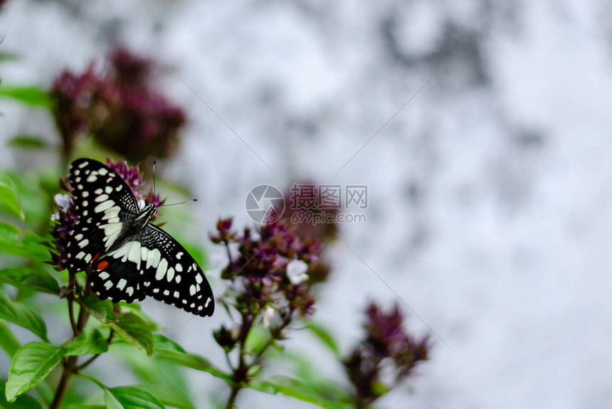 美丽的蝴蝶飞在甜贝塞尔树的花朵上吸食花粉上的甜料图片