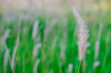 美丽的白色潘尼塞图姆聚状石或任务草原或羽花朵在清晨由风流来动图片