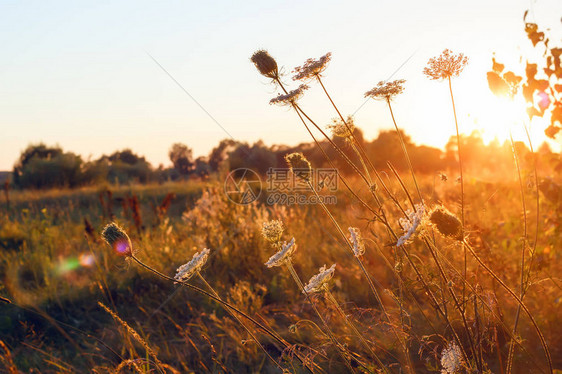 夜间日落光照草地背景的野生草原白色花朵关闭摄影图片
