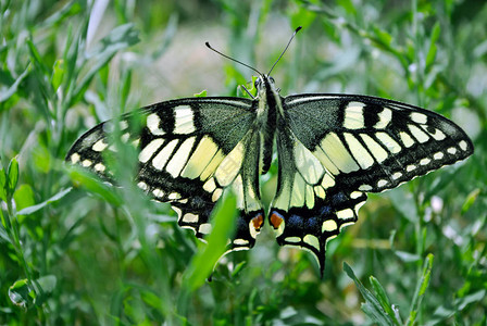 草地上的蝴蝶明亮美丽的蝴蝶燕尾蝴蝶帕皮图片