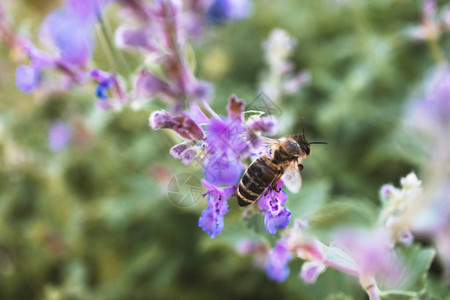 蜜蜂在草地花上特制图片