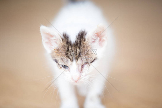 有眼睛问题的被遗弃的小猫图片