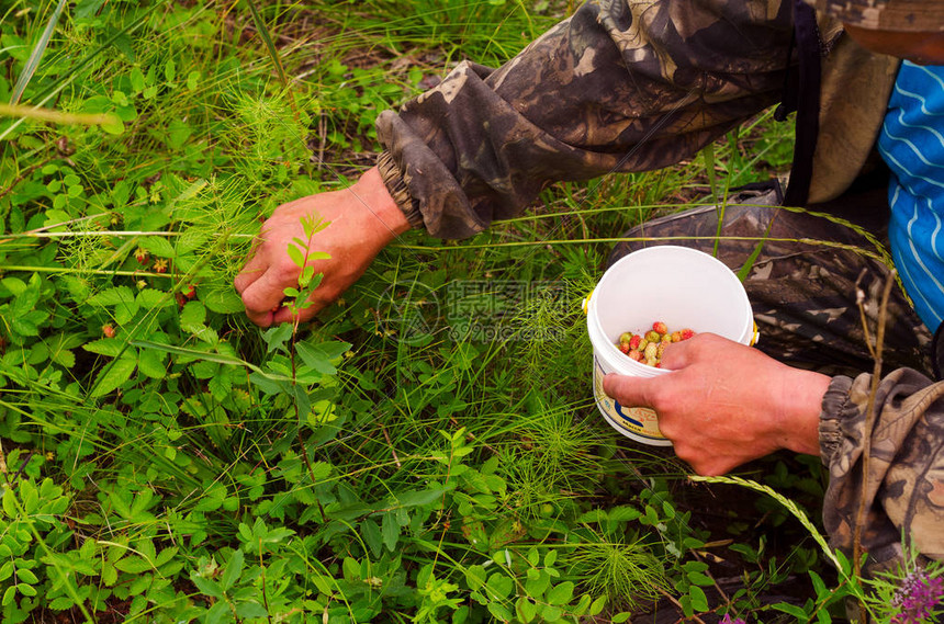 在北边一桶野生红草莓里收集的保护服中摘食者生长在雅库提亚苔图片