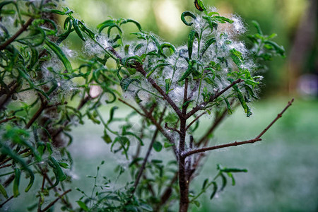 地面上的杨树绒毛像夏天的雪图片