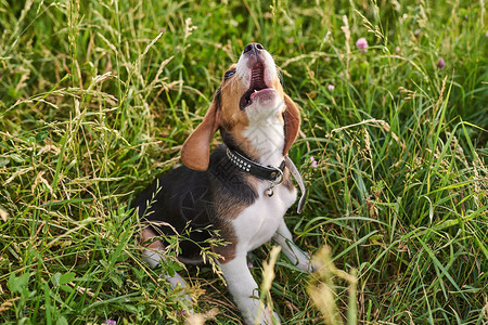 Beagle小狗张开嘴坐在草地上图片