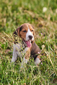 Beagle小狗坐在草地上舌头图片