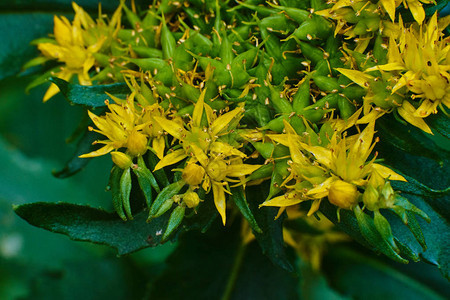 小型黄绿色花朵任何用途图片