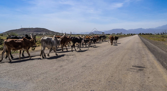 Brahman或Zebu公牛在前往埃塞俄比亚北部提格雷Ghera图片