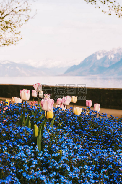 日内瓦湖旁边美丽的春花图片