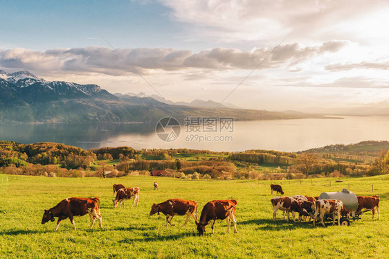 许多年轻的奶牛在高山草原上放牧图片