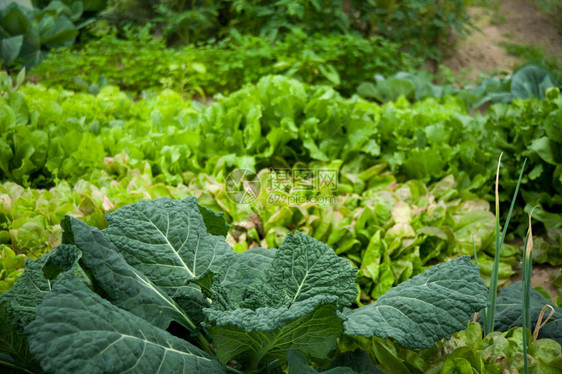 绿色菜园和蔬菜被抢掠第一张图片