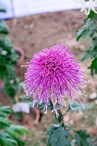 菊花枸杞粉红色的韭菜或葱属形状的菊花喜欢阳光的植物群在早春到夏末开花非常受欢迎的花束它的颜色是爱情或友谊的象背景