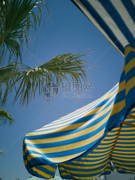 横条色海滩雨伞和树枝棕榈叶浅图片
