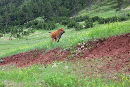 一只小野牛在南达科他州库斯特州立公园的一个小山坡边跑来去图片