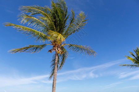 一棵棕榈树叶的片段椰子图片