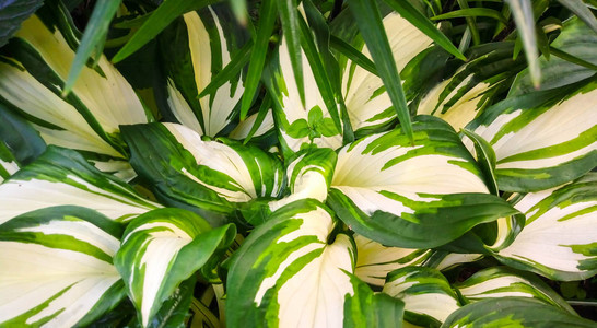 白绿叶背景植物背景图片