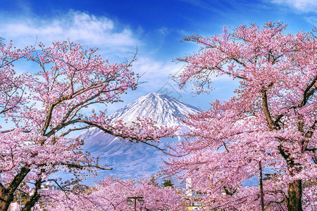 日本春天的富士山和樱花图片