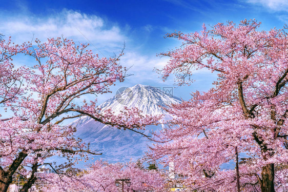 日本春天的富士山和樱花图片