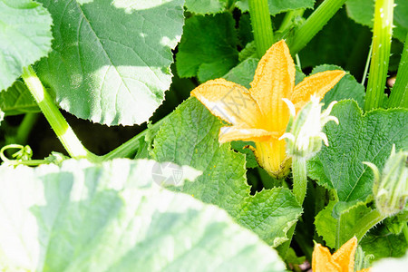 Zucchini植物黄花在地上生图片