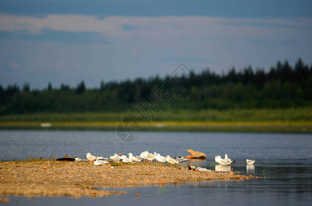 一小群北方白色海鸥躺在雅库提亚的Viluy河石岸上图片