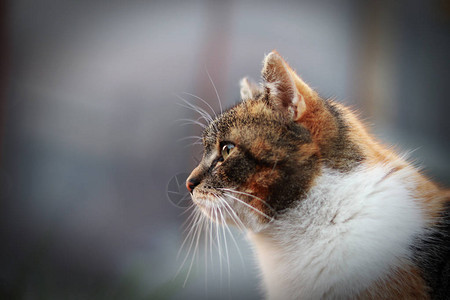 从侧面看家猫五颜六色的小猫看着她面前的动作灰色和黑色的脸图片