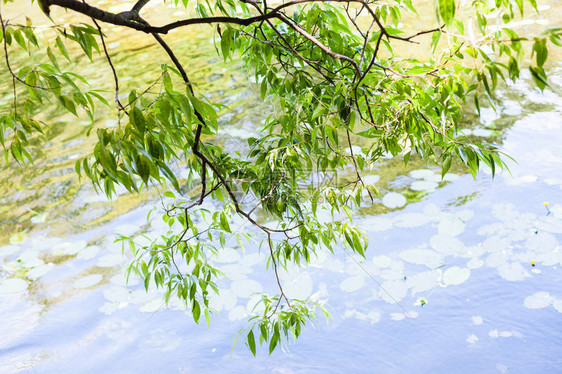 夏日森林池塘上柳树的绿枝图片