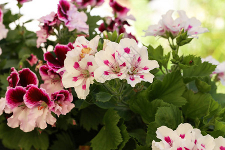 美丽明亮的花园天竺葵花盆图片