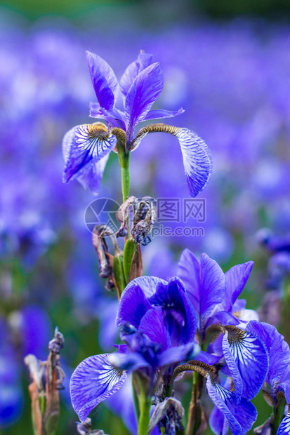 鸢尾花盛开的花鸢尾花场图片