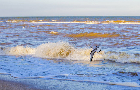 海浪在岸边和海鸥附近图片