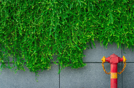城市灰色混凝土墙上常春藤绿叶纹理背景的消防泵消防系统的雨淋系统管道防高图片