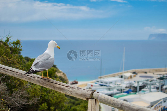 海鸥坐在木棍上图片