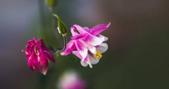 花园里的粉红色花朵图片