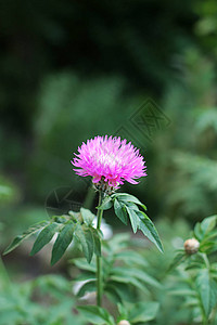 森林和花园里自然的花朵开花图片